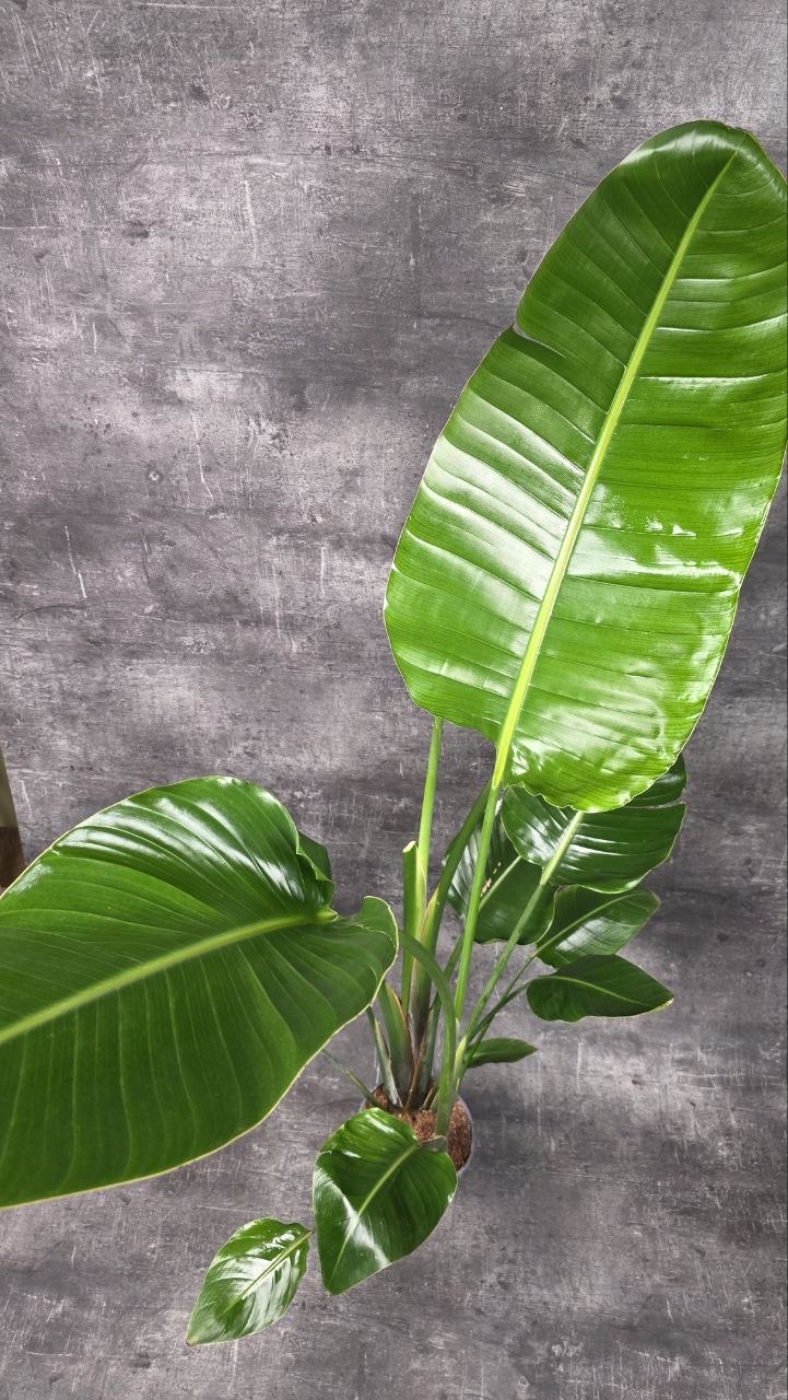 Strelitzia Nicolai 160 cm